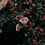 Milad_Hashemi