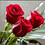 Mohsen_Baharlouie Mohsen_Baharlouie