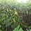 Pooya_zn